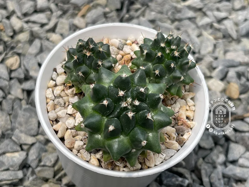 Mammillaria bucareliensis var. multiflora REP&nbsp;355A