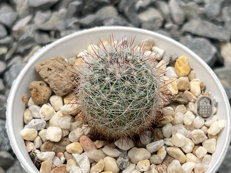 Mammillaria sinforosensis ssp. marionae Rog&nbsp;715