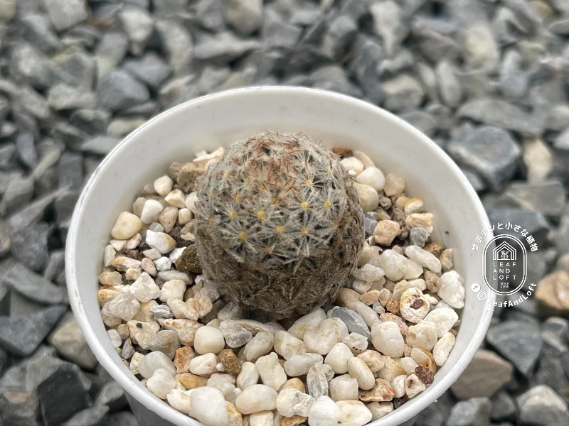Mammillaria rischerii PN&nbsp;12