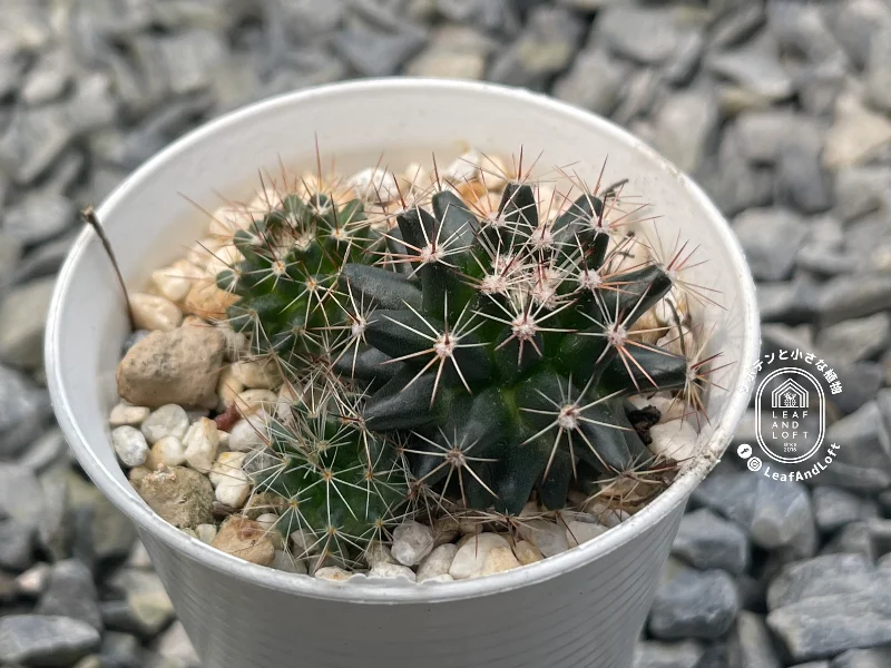 Mammillaria heyderi ssp. hemisphaerica SB&nbsp;859