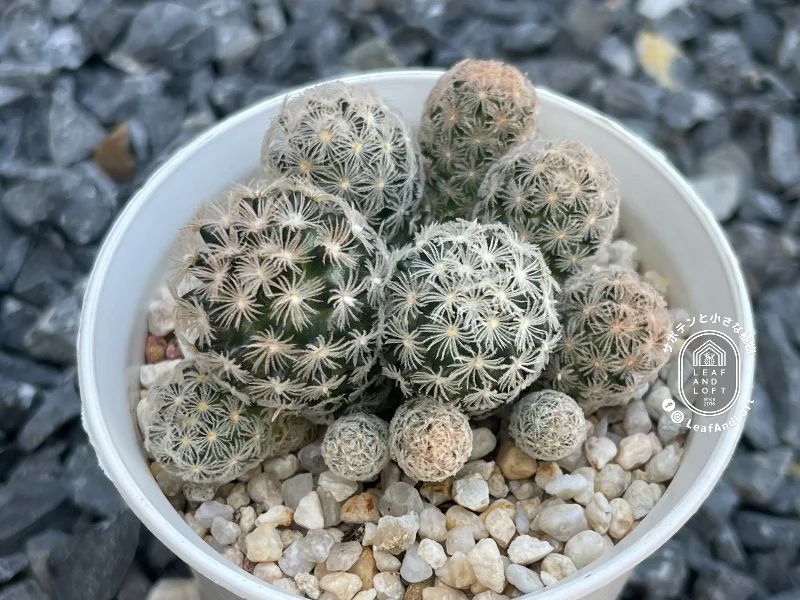 Mammillaria roemerii