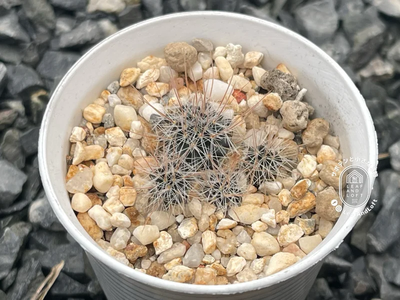 Mammillaria hemisphaerica RS&nbsp;100