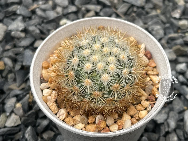 Mammillaria laui v. subducta
