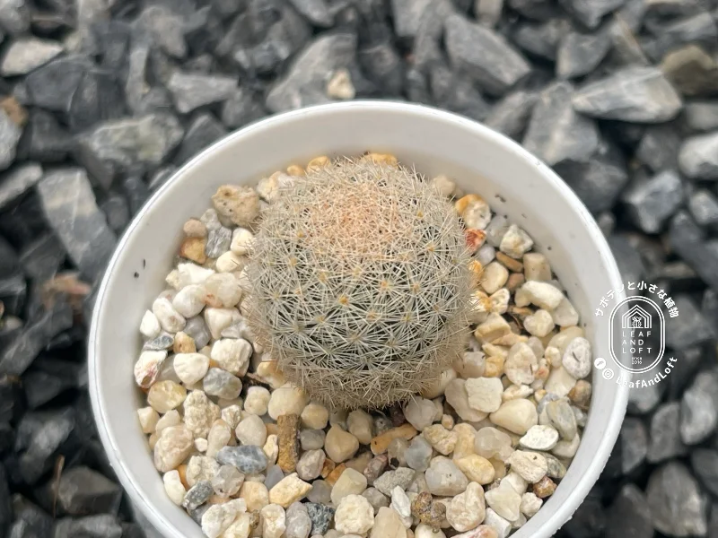 Mammillaria lasiacantha RS&nbsp;127