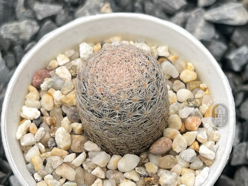 Mammillaria chica RS&nbsp;414
