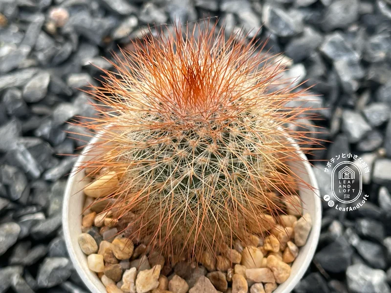 Mammillaria spinosissima ‘Super Red’