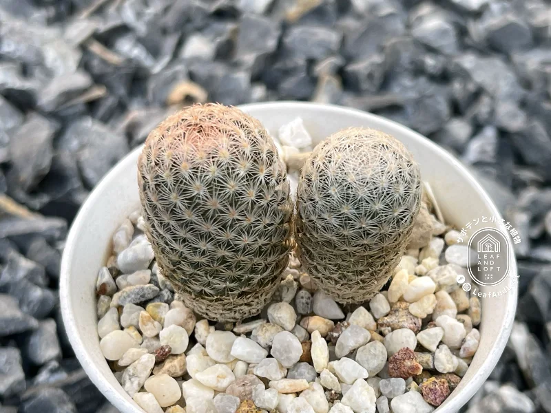 Mammillaria magallanii SB&nbsp;143