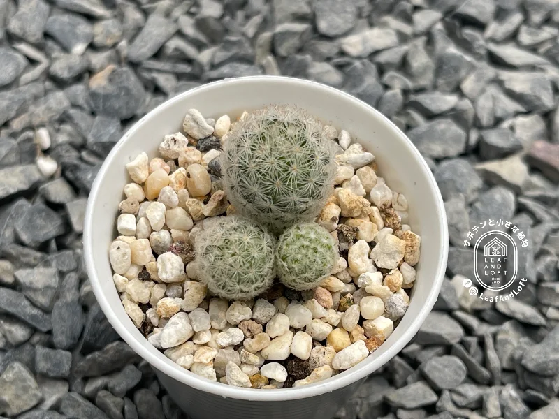 Mammillaria lasiacantha SB&nbsp;500