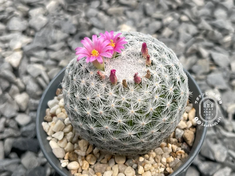Mammillaria humboldtii 'Ixmiquilpan'