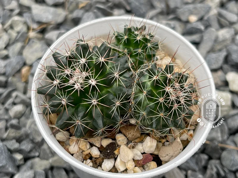 Mammillaria heyderi ssp. hemisphaerica SB&nbsp;859