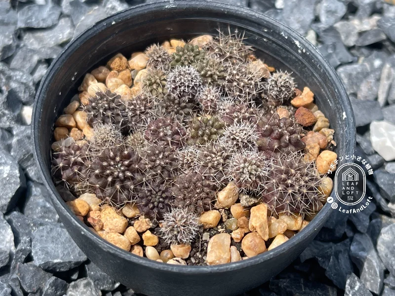 Neochilenia pilispina