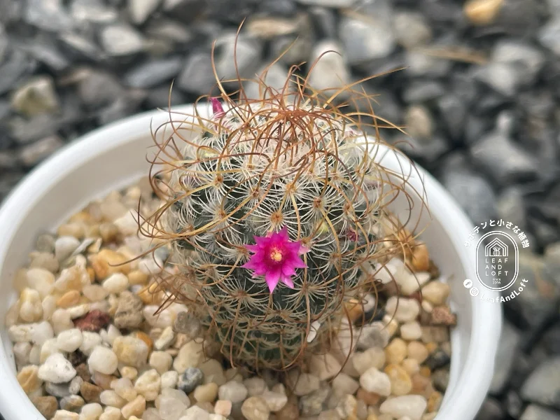 [NFS] Mammillaria huitzilopochtli v. niduliformis L&nbsp;1495