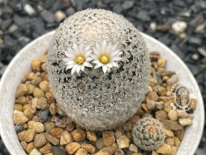 [NFS] Mammillaria roemeri