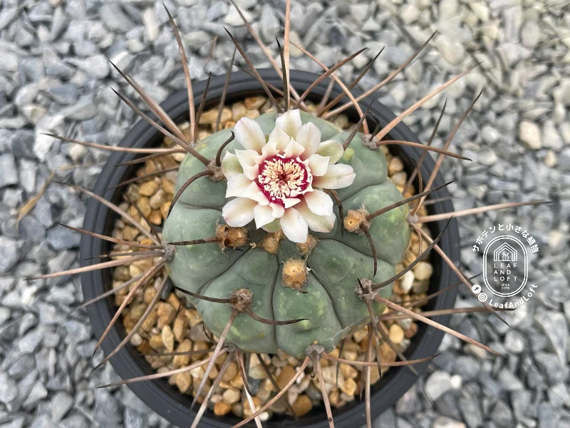 [NFS] Gymnocalycium armatum