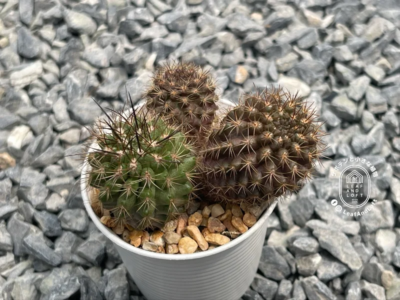 Neoporteria rapifera