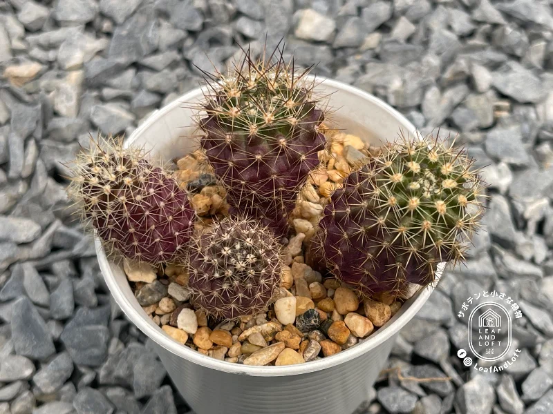 Neoporteria nidus KK&nbsp;1432