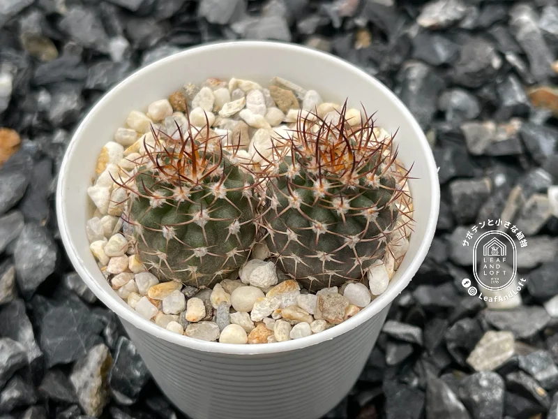 Pyrrhocactus bulbocalyx ZJ&nbsp;109