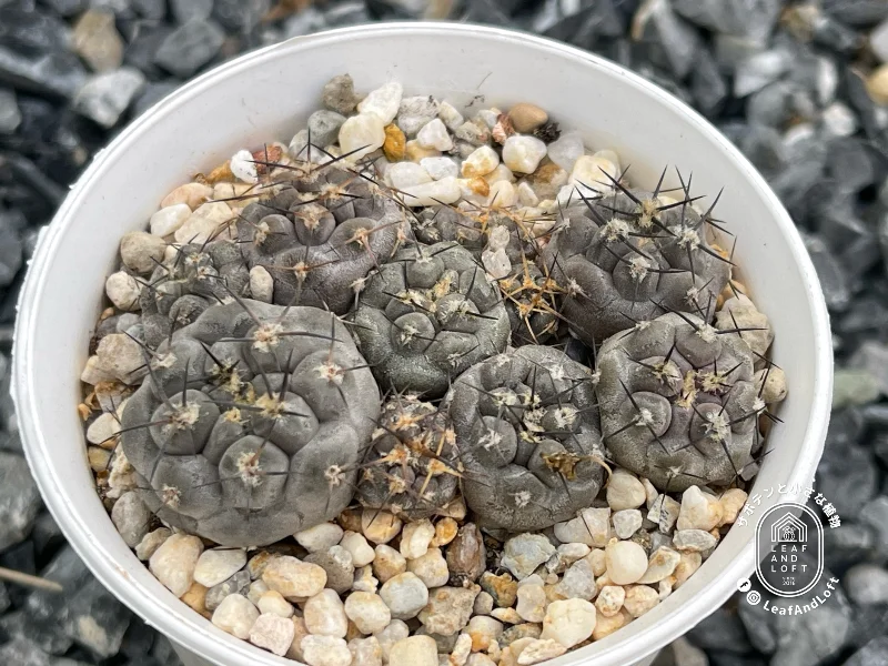 Pyrrhocactus vertongenii JB&nbsp;12