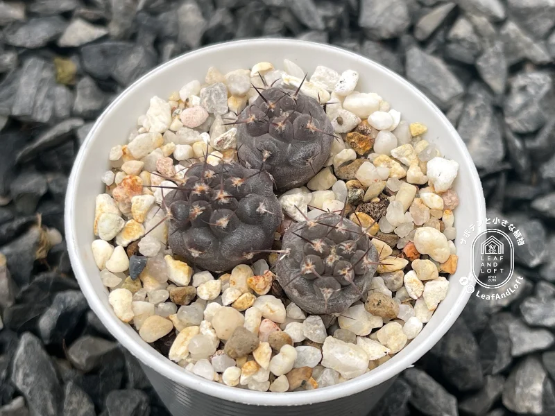 Pyrrhocactus vertongenii RS&nbsp;1905