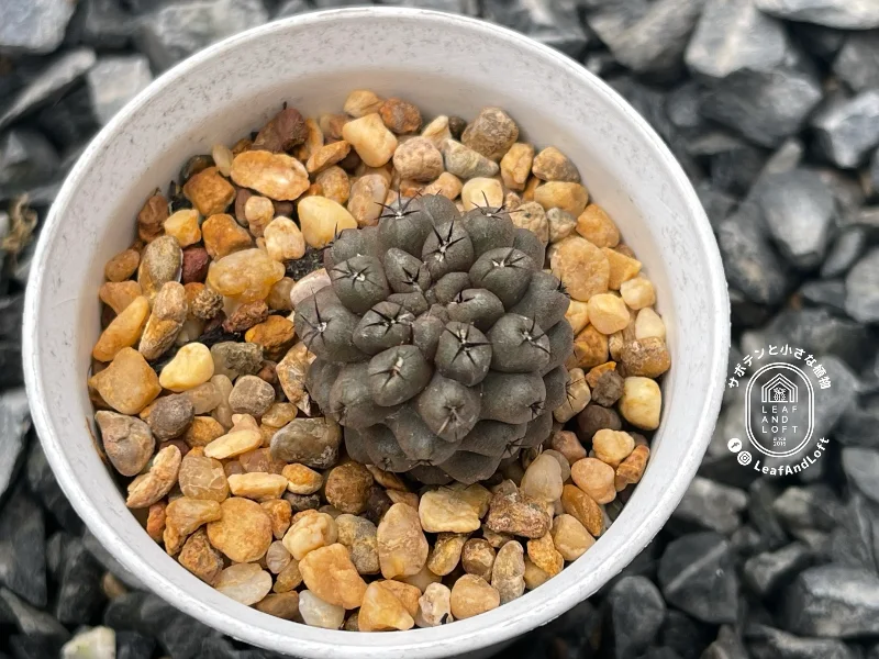 Pyrrhocactus dimorphus KK&nbsp;63