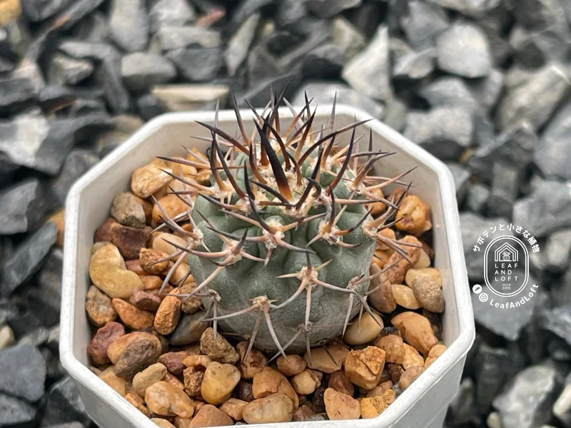 Pyrrhocactus umadeave v. marayesensis