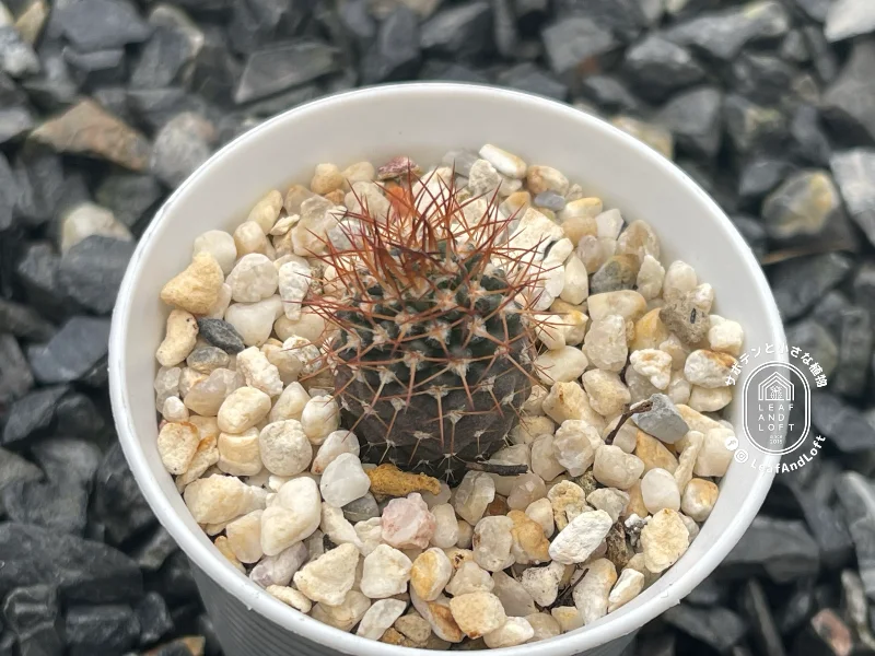 Pyrrocactus bulbocalyx L&nbsp;505