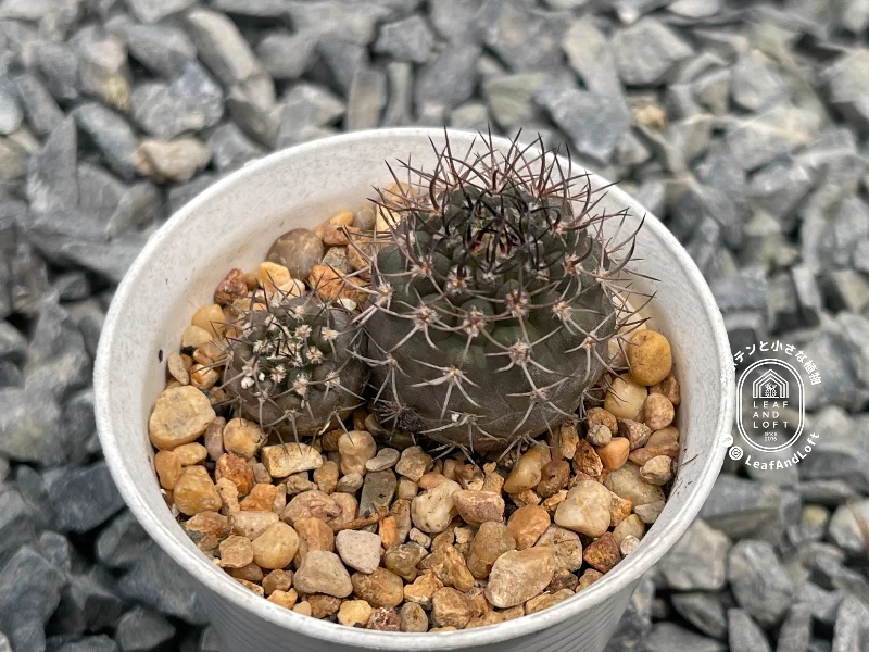 Pyrrhocactus umadeave v. marayesensis VS&nbsp;27