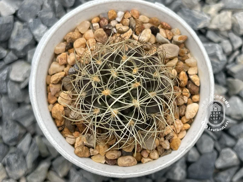 Pyrrhocactus pilispina FK&nbsp;772