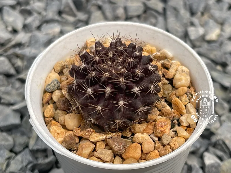 Pyrrhocactus cachytaensis