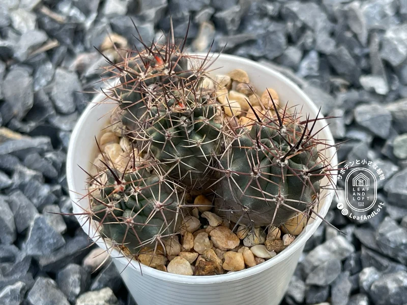 Pyrrhocactus atrospinosus JN&nbsp;460