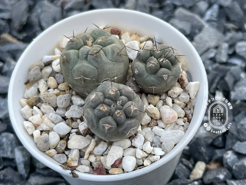 Pyrrhocactus vertongenii JB&nbsp;12