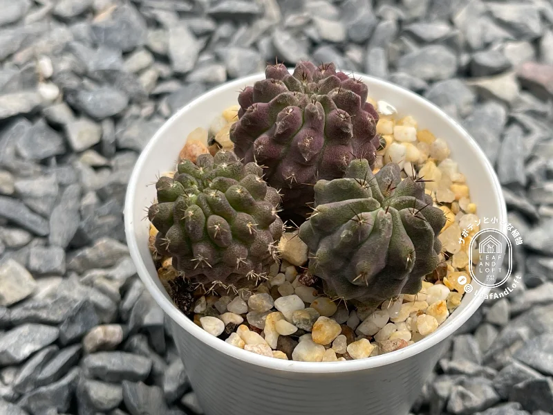 Pyrrhocactus paucicostatus FR&nbsp;521A