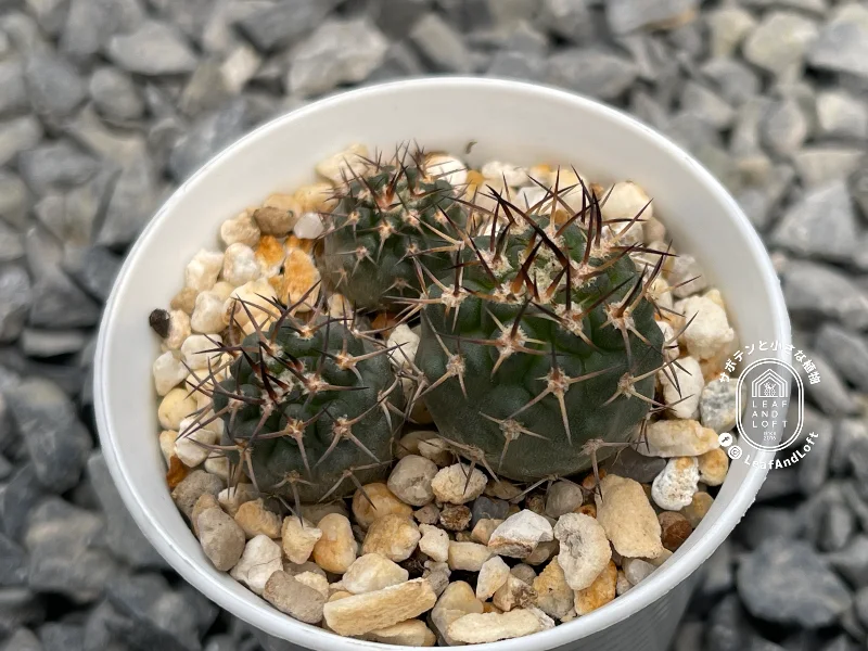 Pyrrhocactus umadeave v. marayesensis