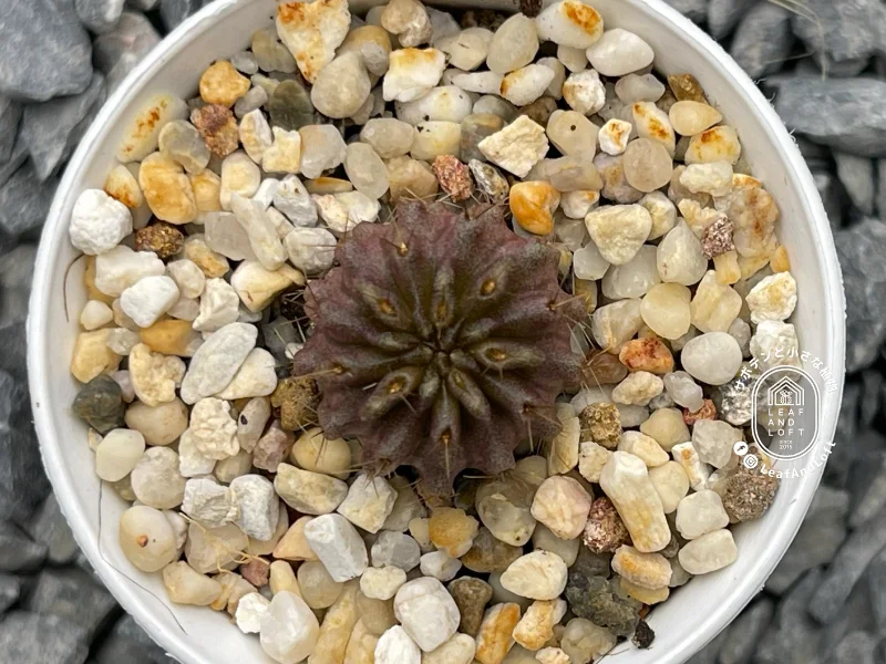 Pyrrhocactus floccosus