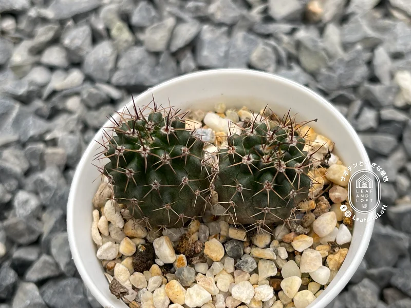 Pyrrhocactus strausianus v. nova ROS&nbsp;746.1