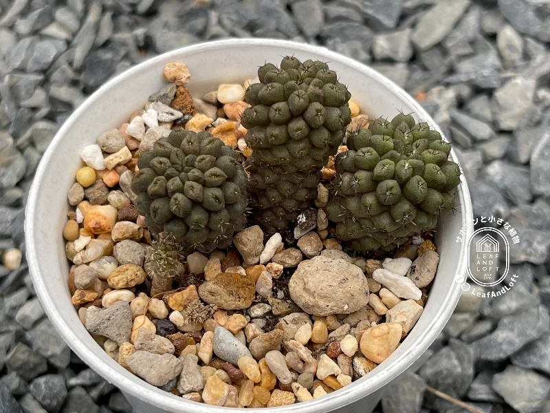 Pyrrhocactus dimorphus KK&nbsp;63