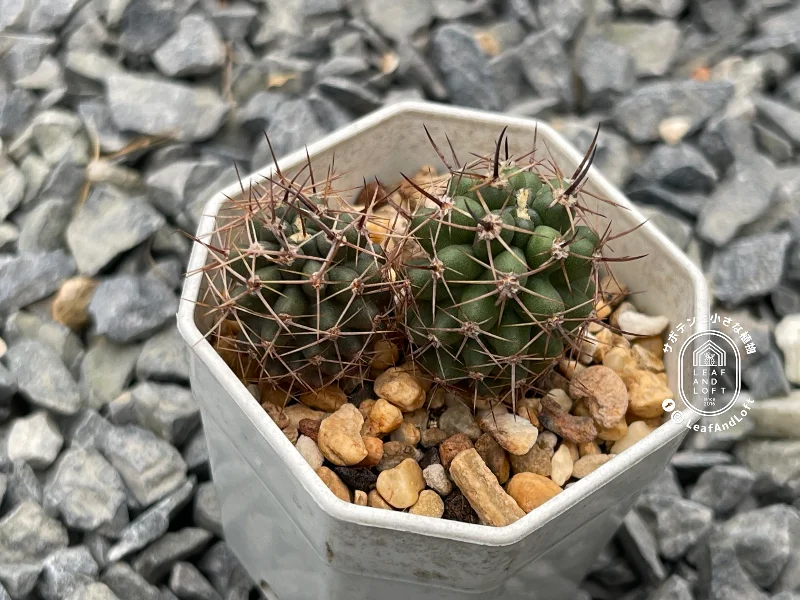 Pyrrhocactus strausianus RER&nbsp;079