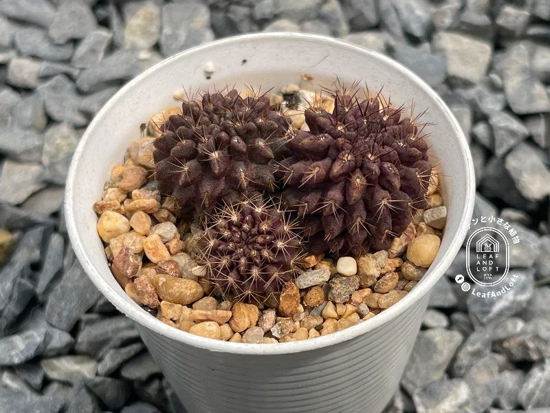 Pyrrhocactus taltalensis RS&nbsp;1479