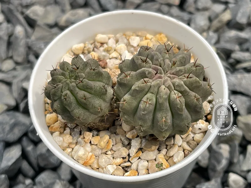 Pyrrhocactus paucicostatus FR&nbsp;521A