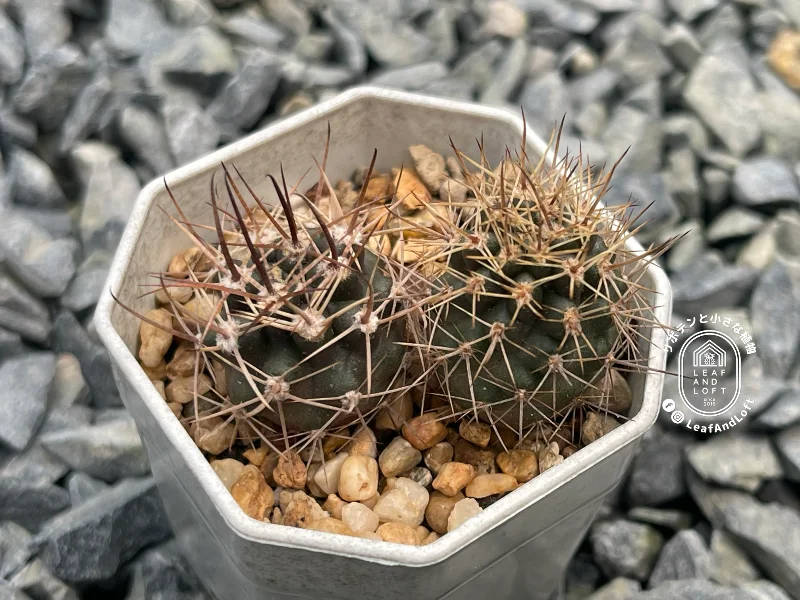 Pyrrhocactus bisii MS&nbsp;1967