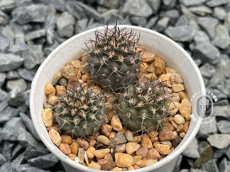 Pyrrhocactus umadeave v. marayesensis