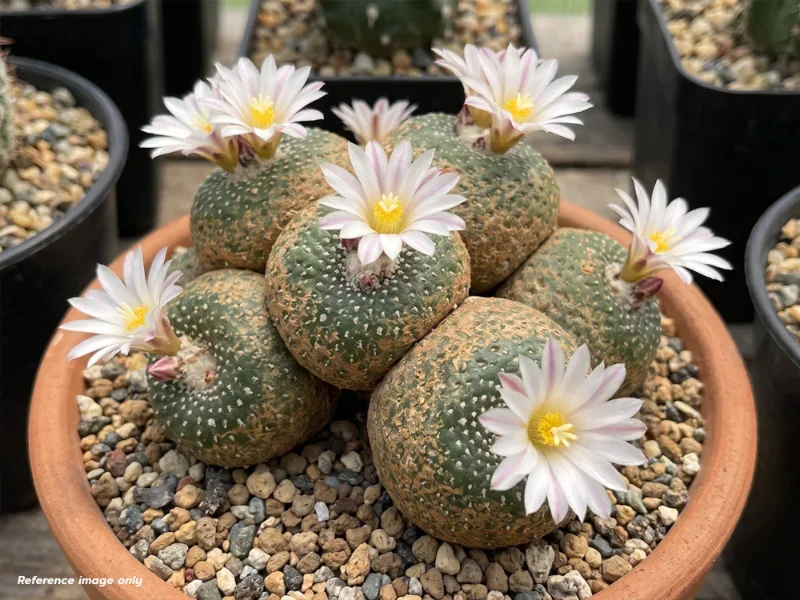 เมล็ด Blossfeldia carrizalensis KK&nbsp;2157
