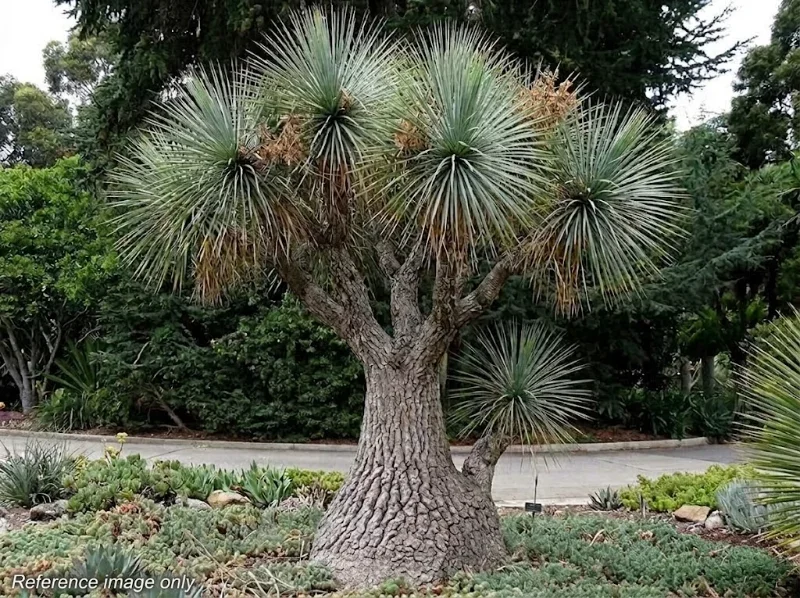 เมล็ด Beaucarnea gracilis