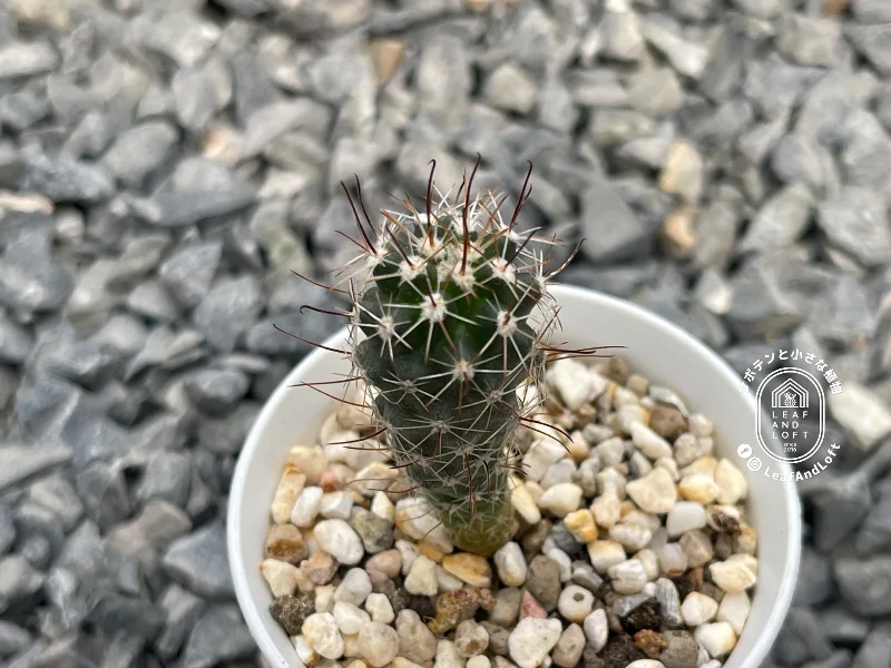 Sclerocactus parviflorus