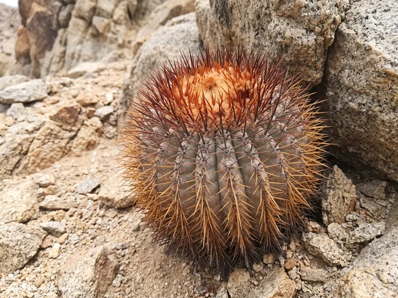 เมล็ด Copiapoa goldii