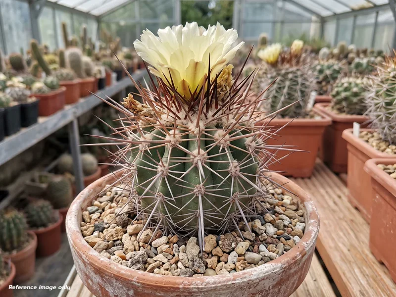 เมล็ด Copiapoa pseudocoquimbana v. vulgata