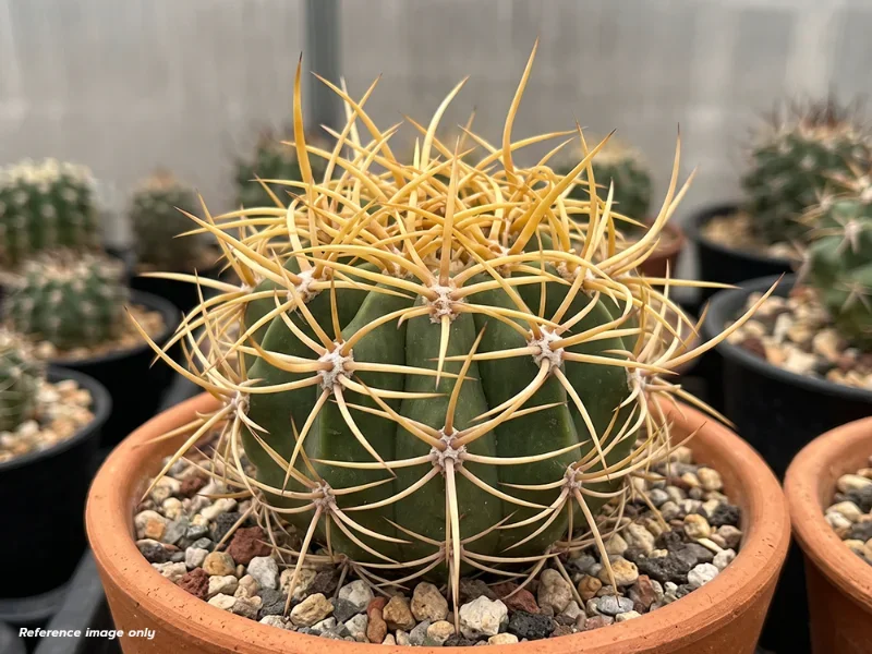 เมล็ด Denmoza rhodacantha v. diamantina