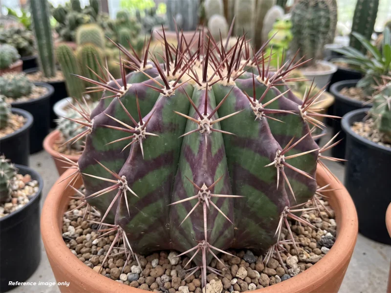 เมล็ด Echinocactus grandis