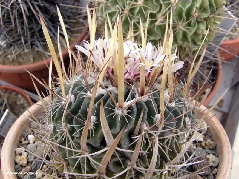 เมล็ด Echinofossulocactus multicostatus v. lloydii