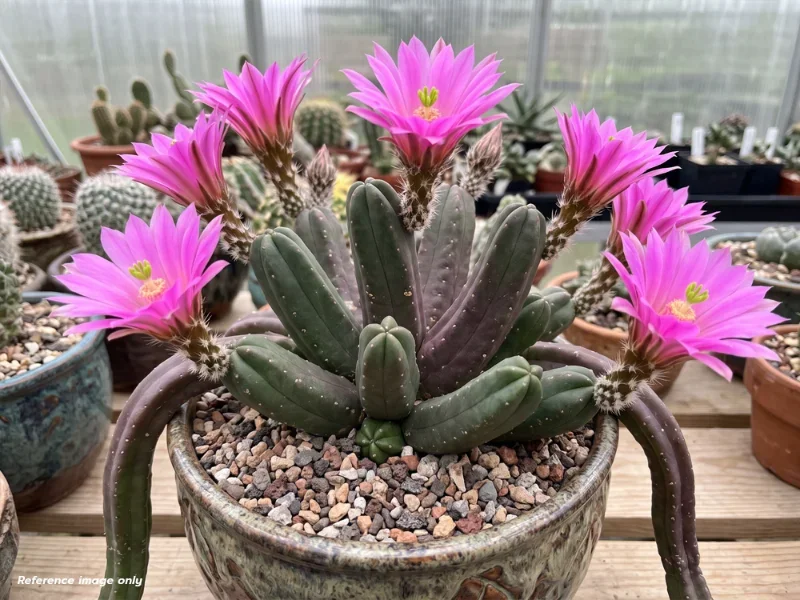 เมล็ด Echinocereus cucumis